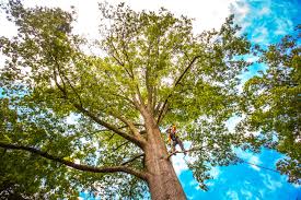 Professional Tree Care in Stearns, KY