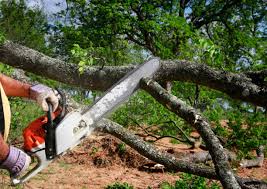 Best Tree Mulching  in Stearns, KY