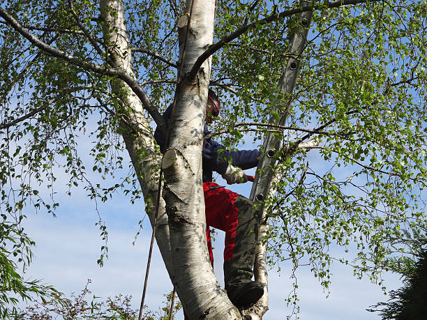 Best Tree Preservation Services  in Stearns, KY