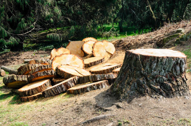 How Our Tree Care Process Works  in  Stearns, KY